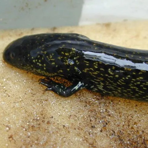 thumbnail for publication: Giant Salamanders of Florida